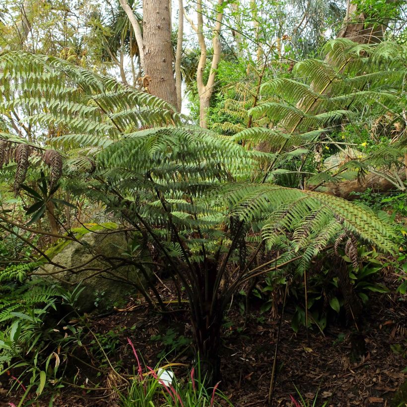 Cyathea dealbata - Silberfarn (Wuchs)