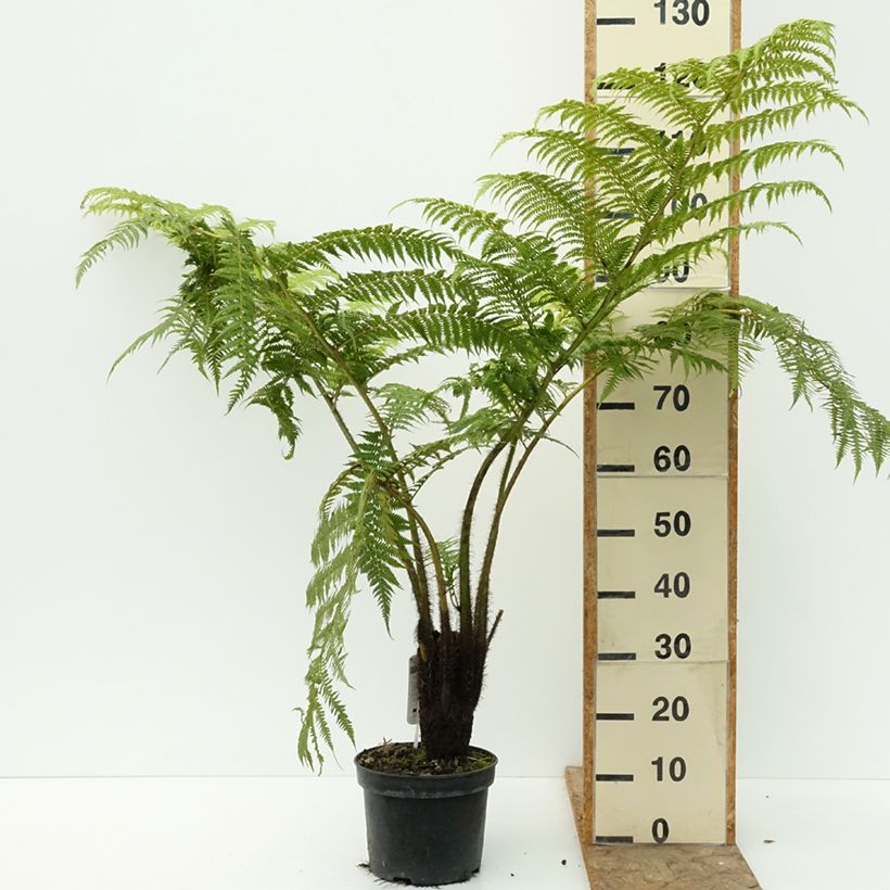 Exemplar von Cyathea lunulata - FBaumfarn Topf mit 4L/5L wie im Sommer geliefert