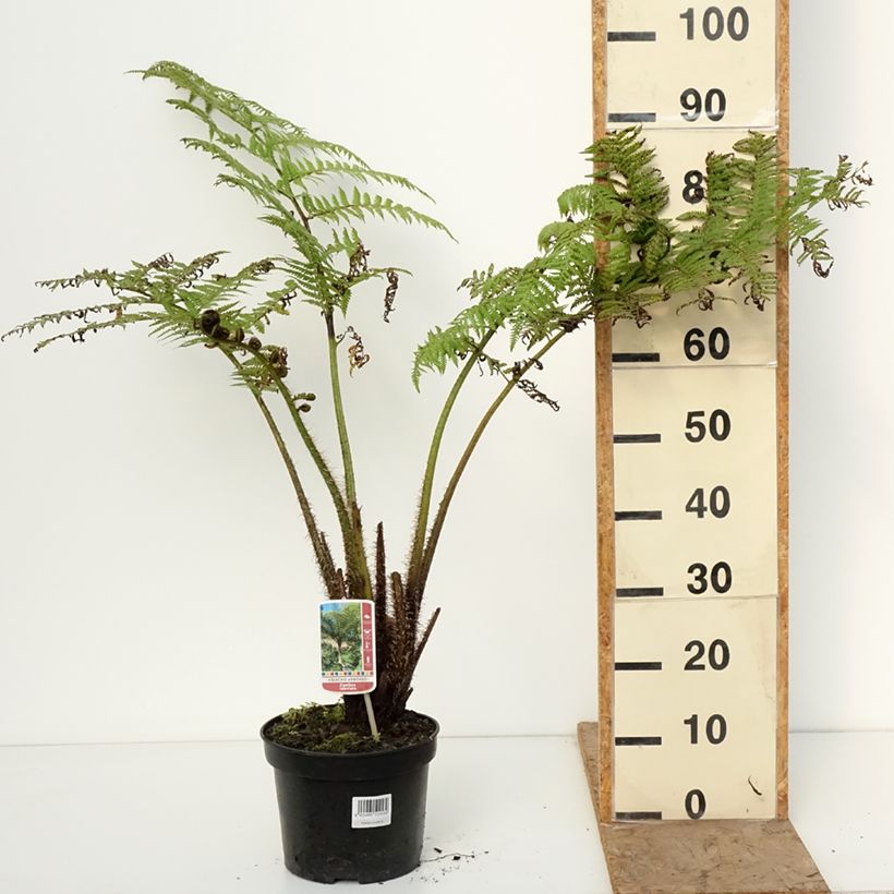 Example of Cyathea lunulata - FBaumfarn Topf mit 4L/5L as you get in hiver