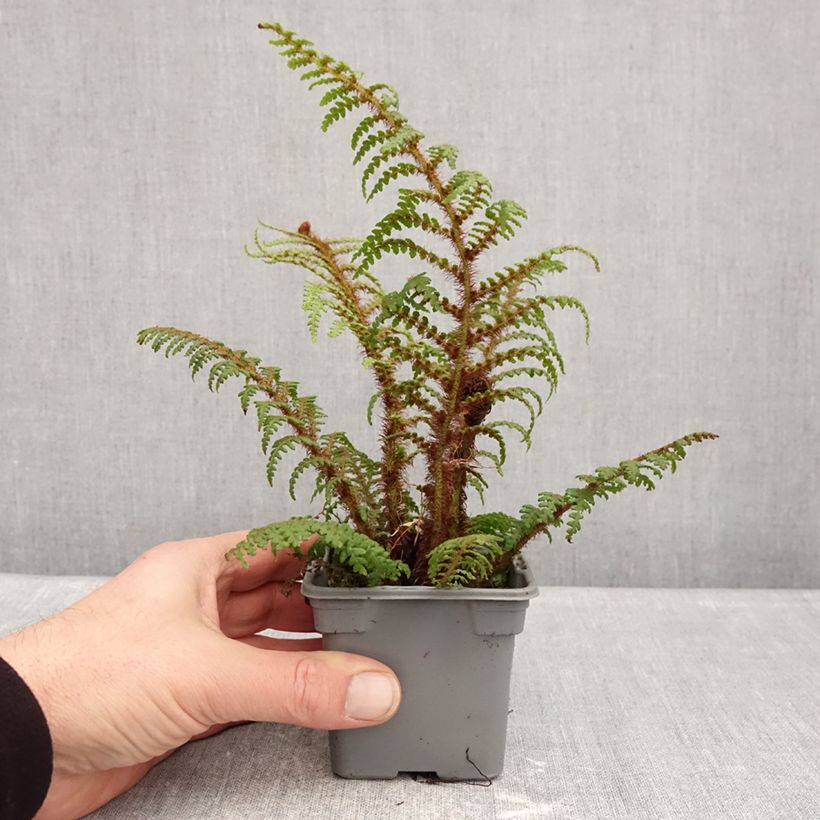Exemplar von Cyathea tomentosissima - Fougère arborescente Kleine Töpfe von 8/9 cm wie im Winter geliefert