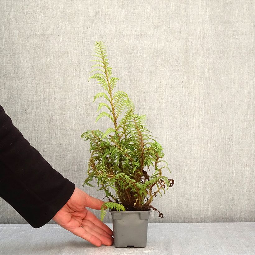 Exemplar von Cyathea tomentosissima - Fougère arborescente Kleine Töpfe von 8/9 cm wie im Frühjahr geliefert