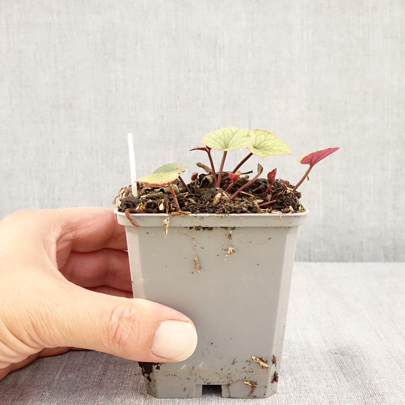 Exemplar von Cyclamen coum White Green - Frühlings Alpenveilche Kleine Töpfe von 8/9 cm wie im Sommer geliefert