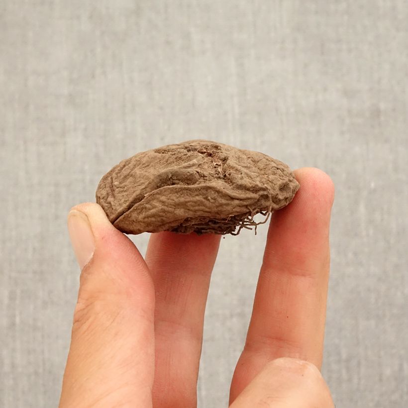 Exemplar von Cyclamen coum (Birne) - Frühlings Alpenveilche Zwiebel Kaliber/Größe 15+ wie im Herbst geliefert