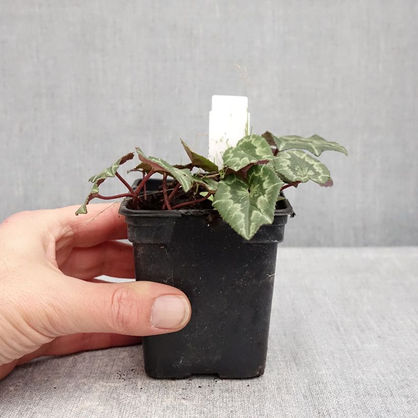 Exemplar von Cyclamen coum Pink Marbel - Frühlings Alpenveilche Kleine Töpfe von 8/9 cm wie im Winter geliefert