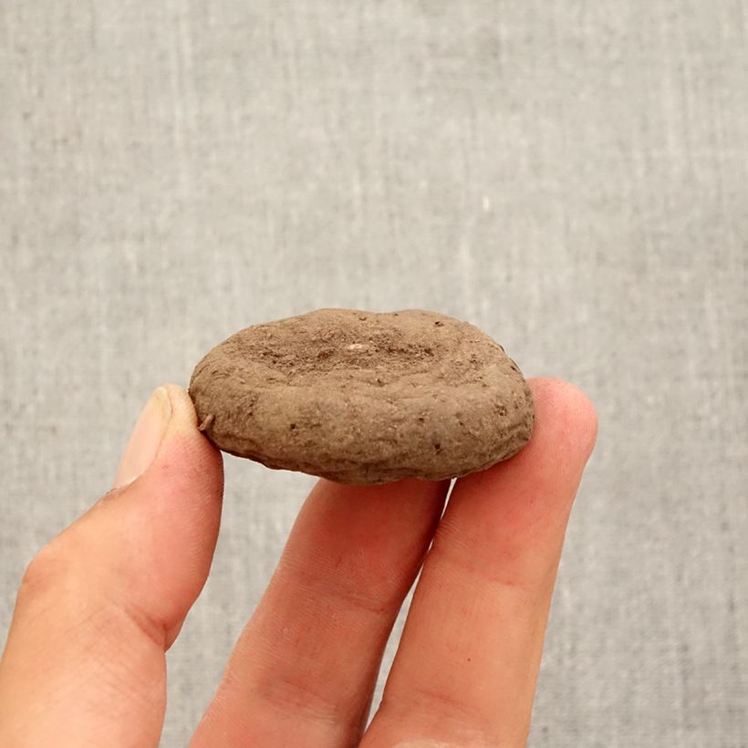 Example of Cyclamen hederifolium Album - Herbst-Alpenveilchen Zwiebel Kaliber/Größe 10/12 as you get in automne