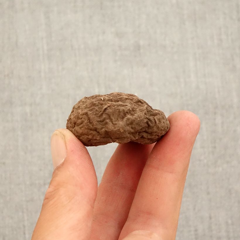 Exemplar von Cyclamen hederifolium - Herbst-Alpenveilchen Zwiebel Kaliber/Größe 10+ wie im Herbst geliefert