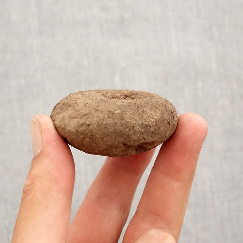 Exemplar von Cyclamen hederifolium - Herbst-Alpenveilchen Zwiebel Kaliber/Größe 15+ wie im Herbst geliefert