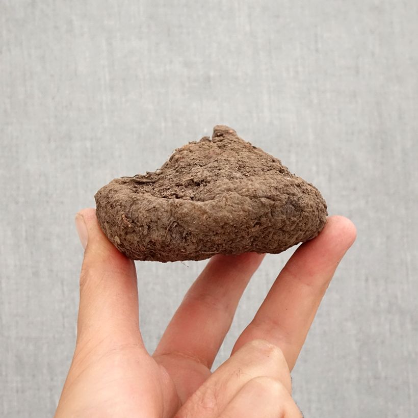 Exemplar von Cyclamen hederifolium - Herbst-Alpenveilchen Zwiebel Kaliber/Größe 25/30 wie im Herbst geliefert