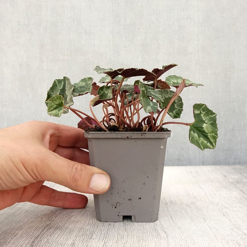 Exemplar von Cyclamen hederifolium - Herbst-Alpenveilchen Kleine Töpfe von 7/8 cm wie im Herbst geliefert