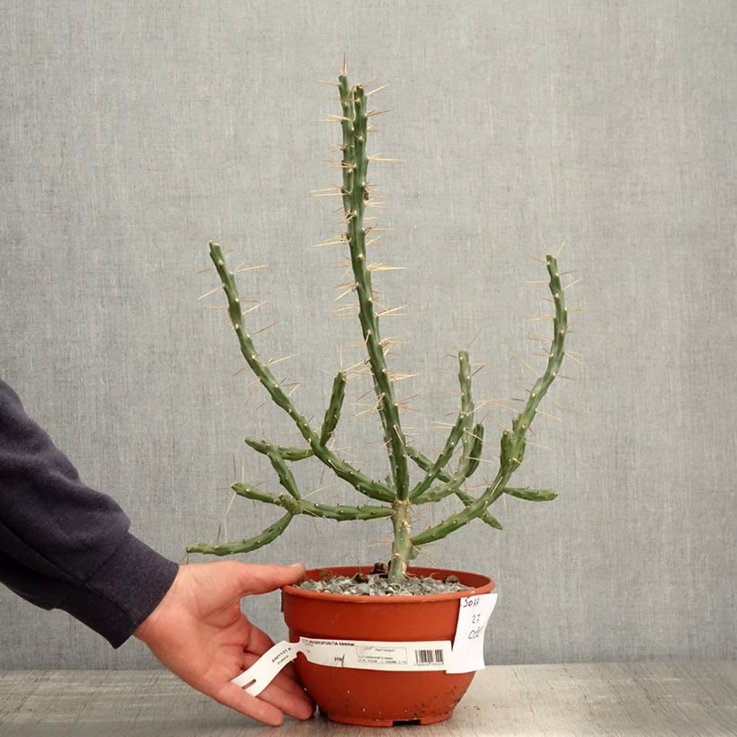 Example of Cylindropuntia kleiniae Topf mit 2L/3L as you get in printemps