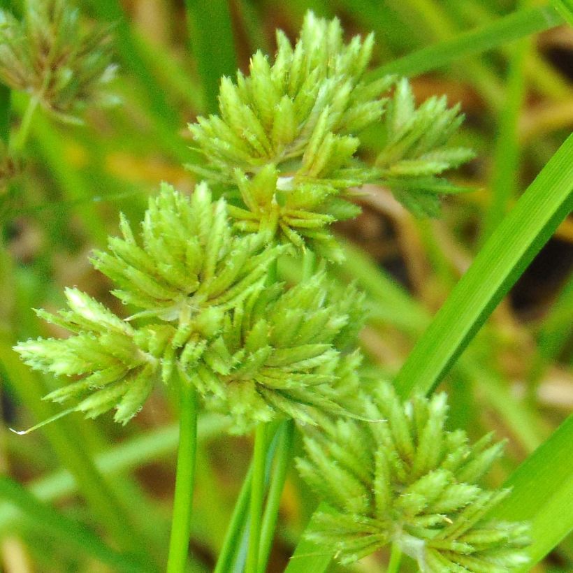 Cyperus glaber - Kahles Zypergras (Flowering)