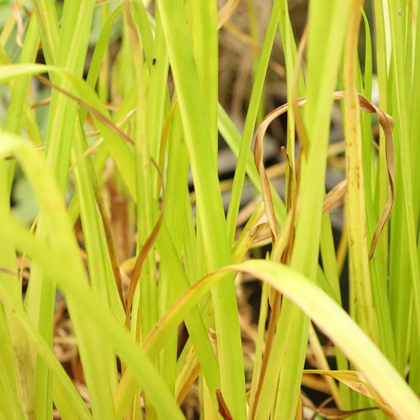 Cyperus glaber - Kahles Zypergras (Foliage)