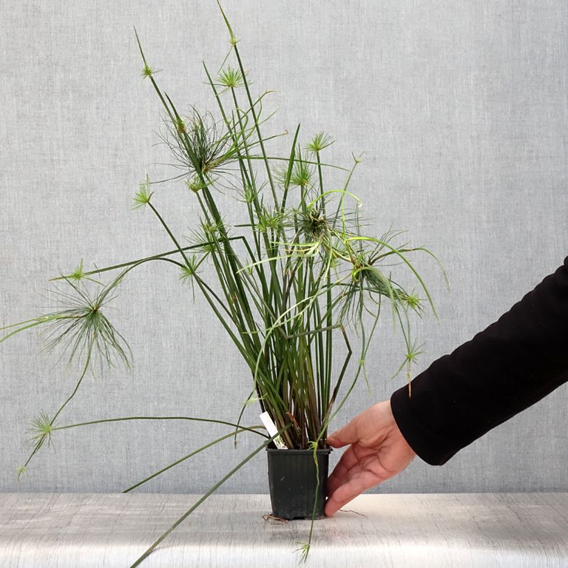 Exemplar von Cyperus haspan - Zwergpapyrus Kleine Töpfe von 8/9 cm wie im Frühjahr geliefert