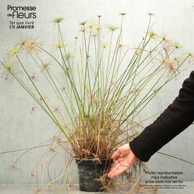 Exemplar von Cyperus prolifer - Papyrus nain Pot de 3L/4L wie im Winter geliefert