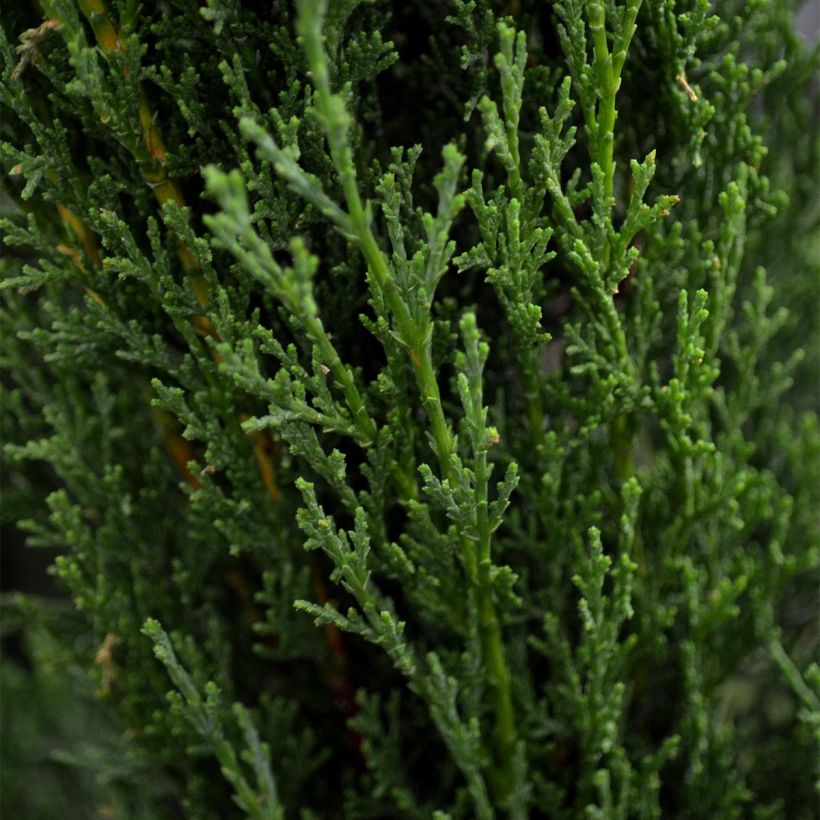 Cupressus sempervirens var. stricta Totem - Echte-Zypresse (Foliage)