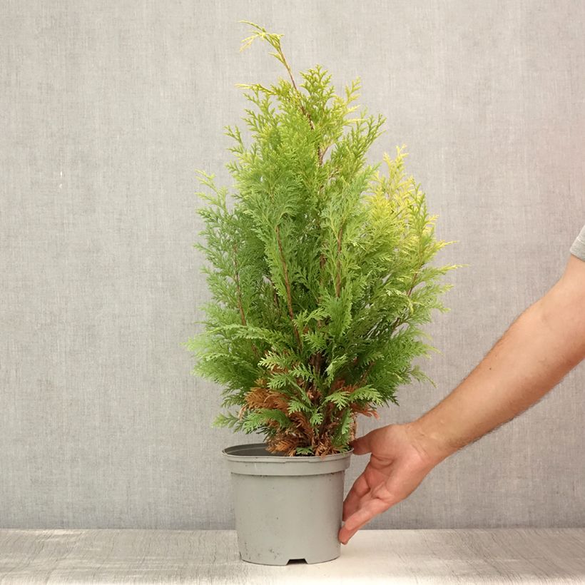 Exemplar von Chamaecyparis lawsoniana Stardust Topf mit 2L/3L wie im Sommer geliefert