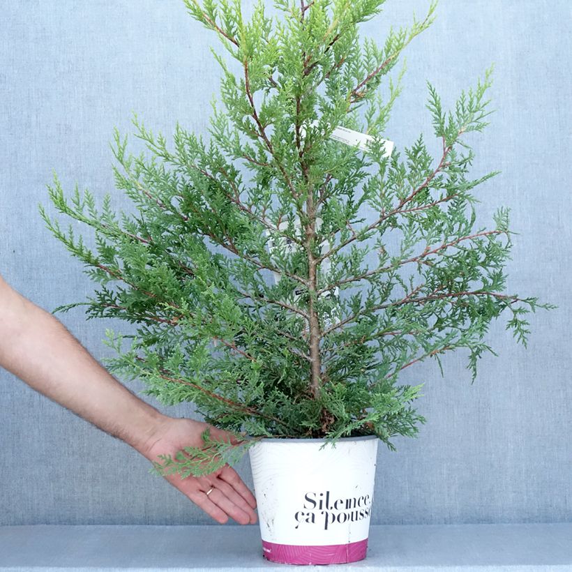 Exemplar von Cupressocyparis leylandii Excalibur Gold - Leyland-Zypresse Topf mit 4L/5L wie im Sommer geliefert