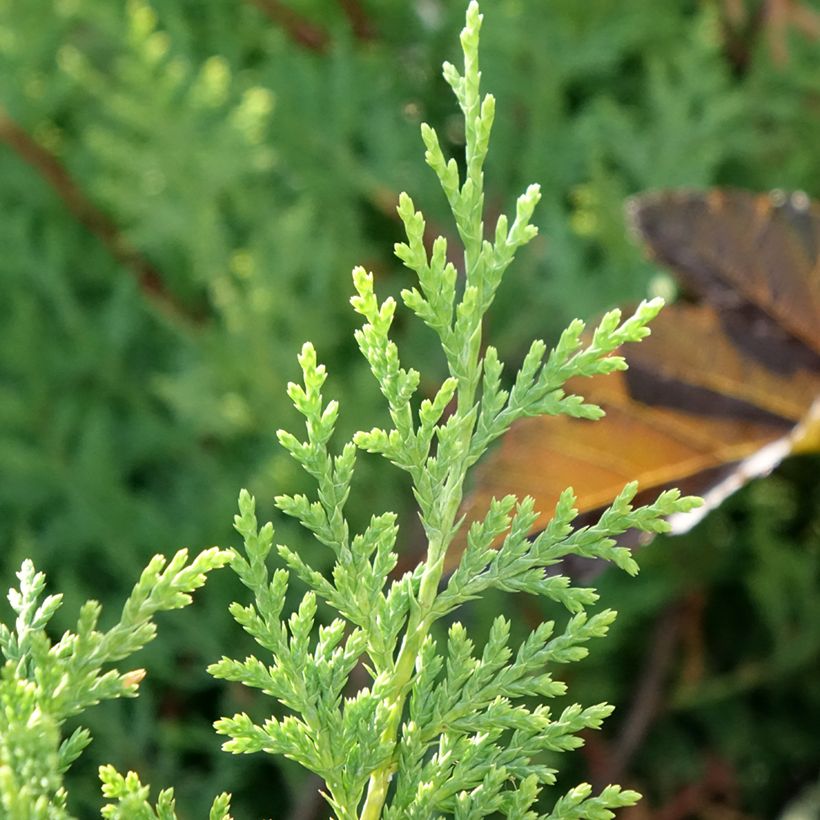 Cupressocyparis leylandii Excalibur Gold - Leyland-Zypresse (Laub)