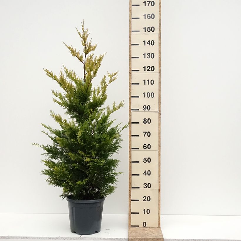 Exemplar von Cyprès de Leyland - Cupressocyparis leylandii Gold Rider Pot de 6L/7L wie im Winter geliefert