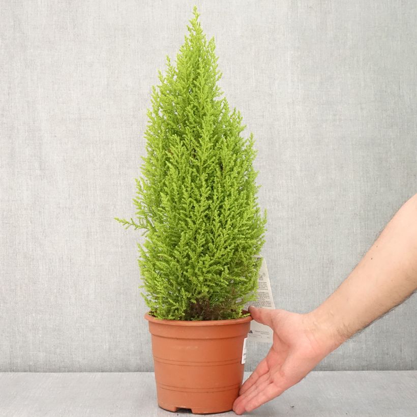 Example of Cupressus macrocarpa Wilma - Monterey-Zypresse Topf mit 2L/3L as you get in printemps