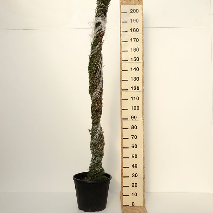 Example of Cupressus sempervirens var. stricta Pyramidalis - Echte-Zypresse Topf mit 30L/35L as you get in printemps