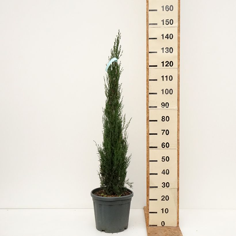 Exemplar von Cupressus sempervirens var. stricta Pyramidalis - Echte-Zypresse Topf mit 7,5L/10L wie im Herbst geliefert