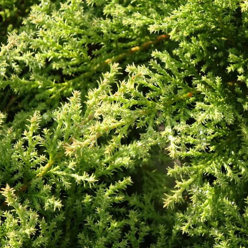 Microbiota decussata Fuzzball - Zwerglebensbaum (Laub)