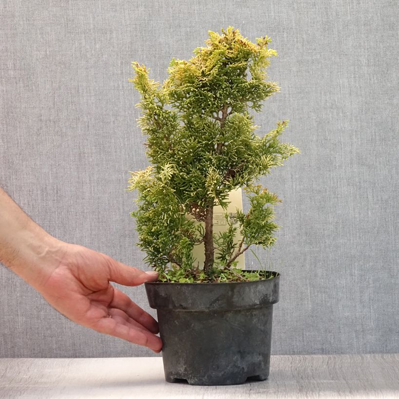 Exemplar von Chamaecyparis obtusa Meroki Twin Topf mit 2L/3L wie im Sommer geliefert