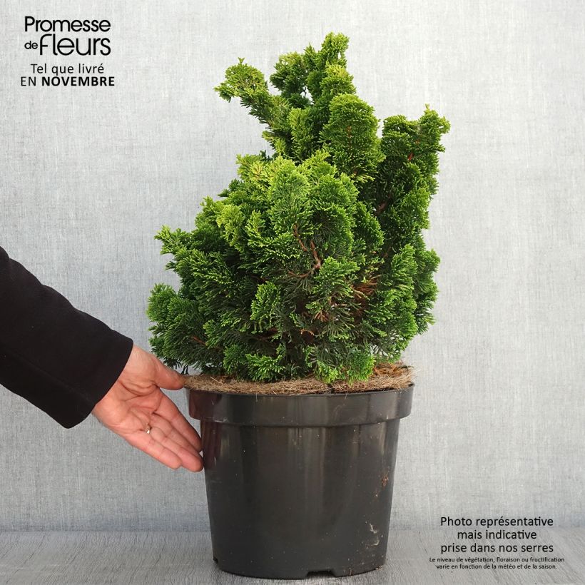 Exemplar von Chamaecyparis obtusa Nana Aurea Topf mit 7,5L/10L, Stamm wie im Herbst geliefert