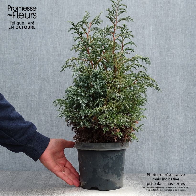 Exemplar von Chamaecyparis pisifera Baby Blue Topf mit 3L/4L wie im Herbst geliefert