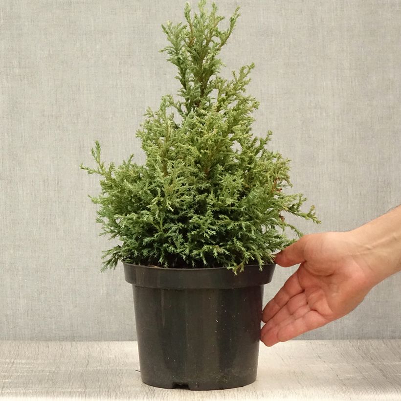 Exemplar von Chamaecyparis pisifera Baby Blue Topf mit 3L/4L wie im Sommer geliefert