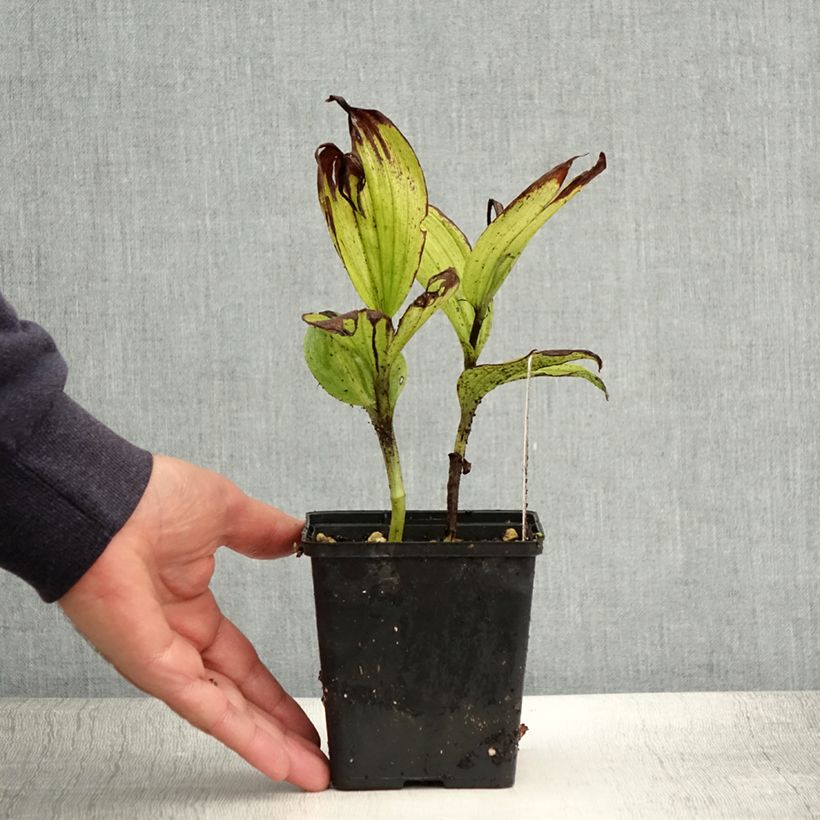 Exemplar von Cypripedium Aki - Frauenschuh Topf mit 1L/1,5L wie im Sommer geliefert