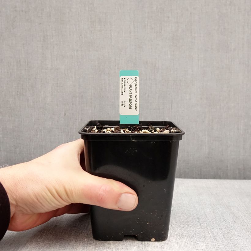 Exemplar von Cypripedium Bernd Pastel - Frauenschuh Topf mit 1L/1,5L wie im Winter geliefert