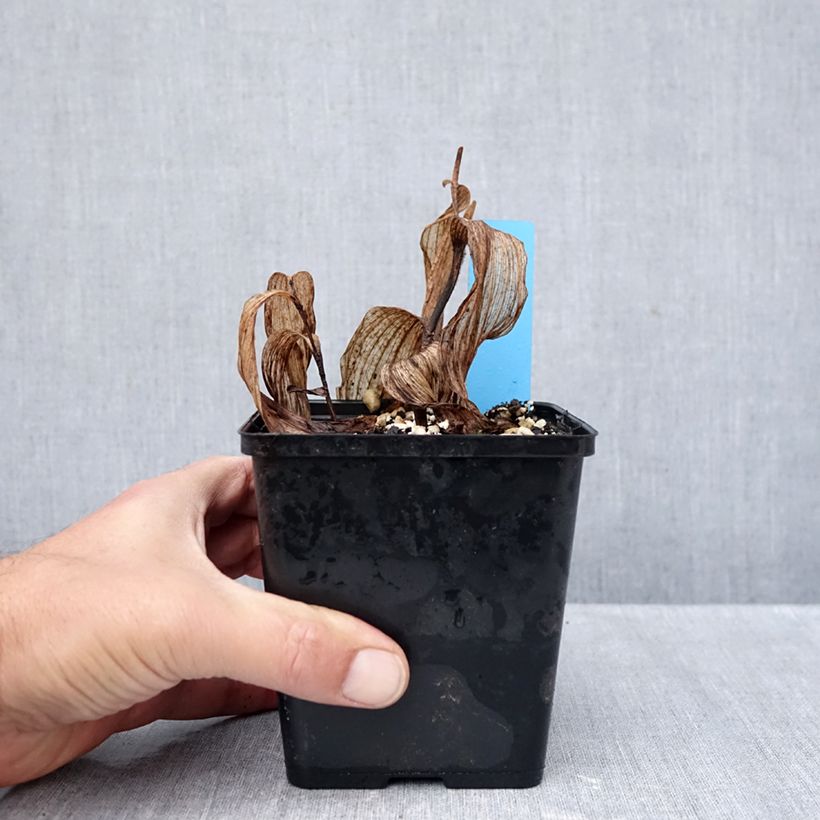 Exemplar von Cypripedium Gisella - Frauenschuh Topf mit 1L/1,5L wie im Herbst geliefert