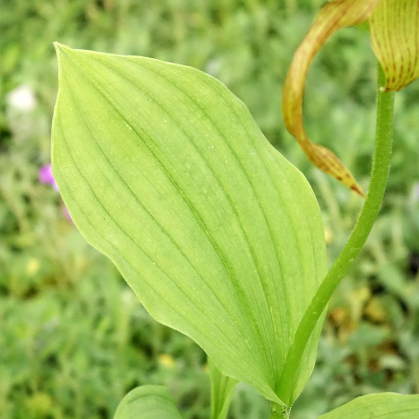 Cypripedium Inge - Frauenschuh (Laub)