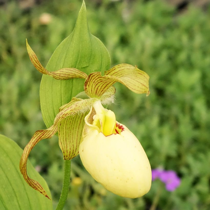 Cypripedium Inge - Frauenschuh (Blüte)
