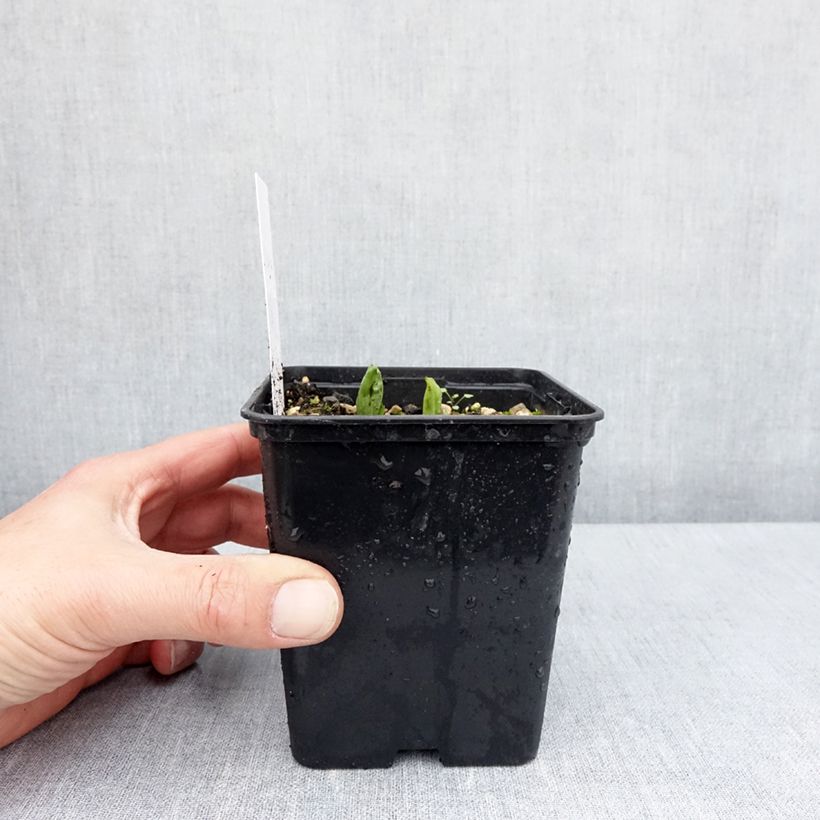 Example of Cypripedium parviflorum var. pubescens - Frauenschuh Topf mit 1L/1,5L as you get in printemps