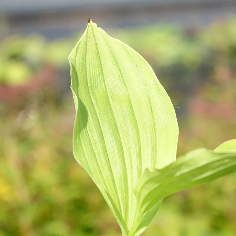 Cypripedium Sabine - Frauenschuh (Laub)