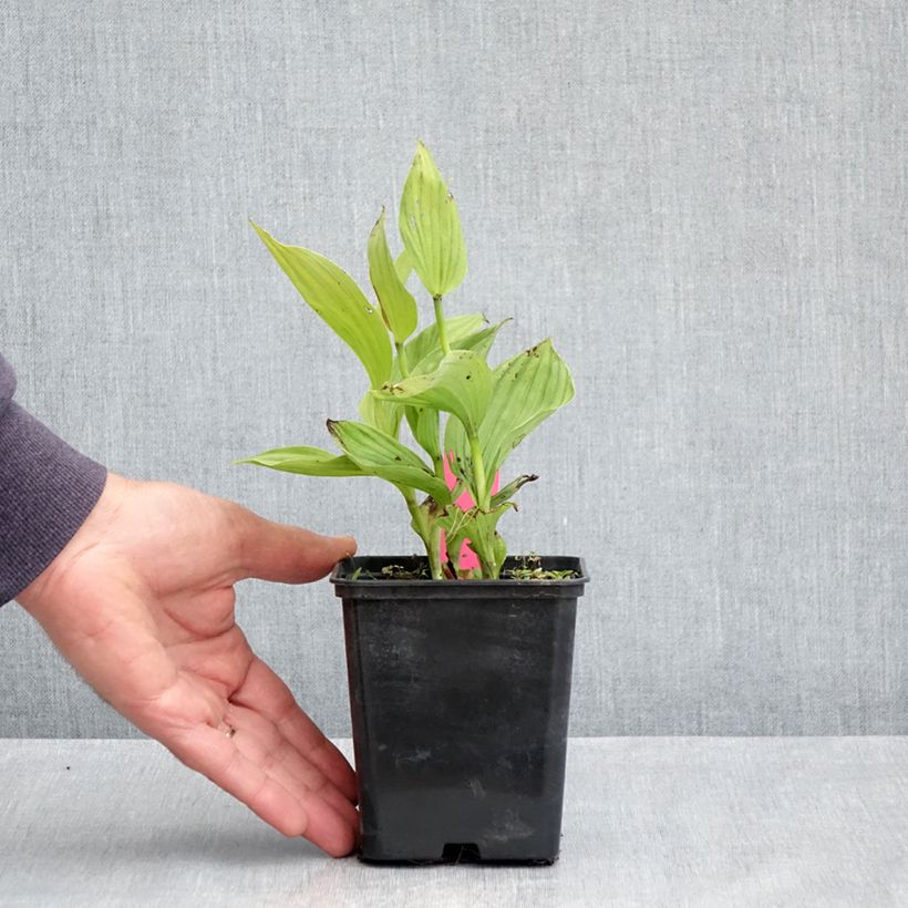 Exemplar von Cypripedium Sabine - Frauenschuh Topf mit 1L/1,5L wie im Frühjahr geliefert