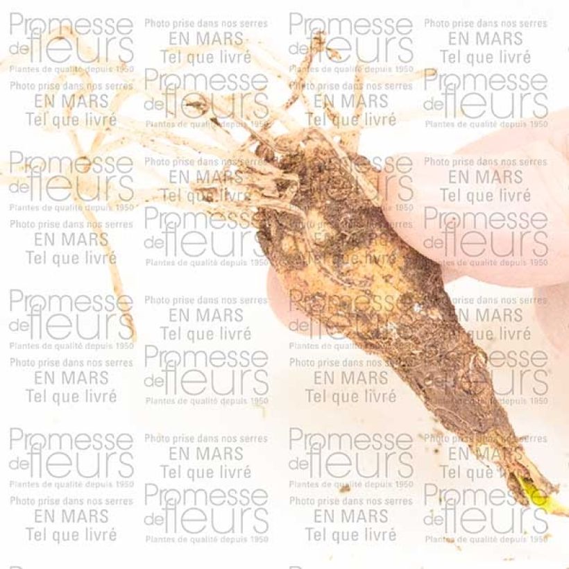 Beispiel eines Exemplars von Cyrtanthus elatus Pink Diamond Zwiebel Kaliber/Größe 10+ wie geliefert