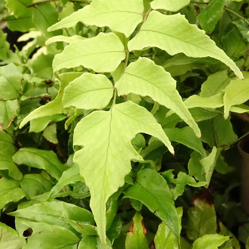 Cyrtomium fortunei var. clivicola - Fortunes Sichelfarn (Foliage)