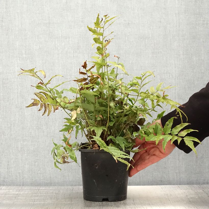 Example of Cyrtomium fortunei var. clivicola - Fortunes Sichelfarn Topf mit 2L/3L as you get in printemps