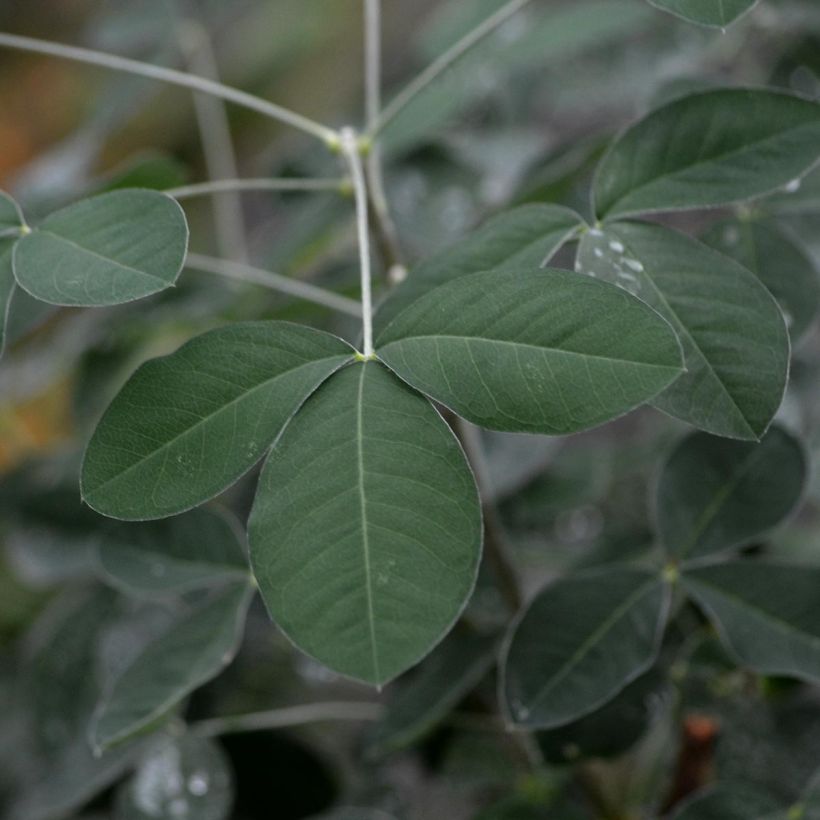 Laburnum anagyroides - Gewöhnlicher Goldregen (Foliage)