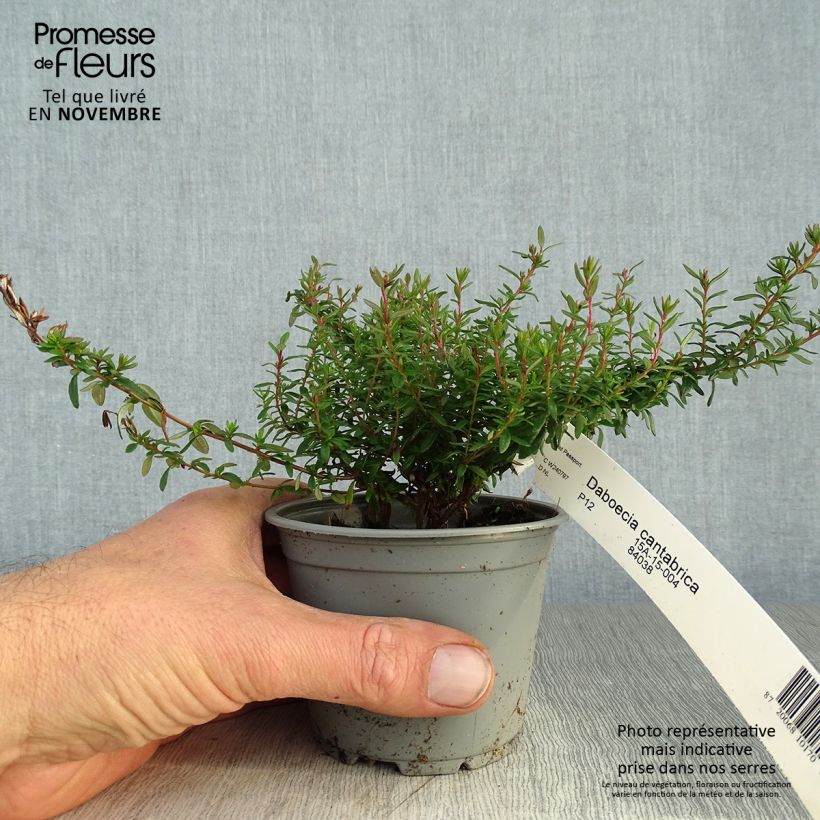 Exemplar von Irische Heide - Daboecia cantabrica Topf 10 cm/11cm wie im Herbst geliefert