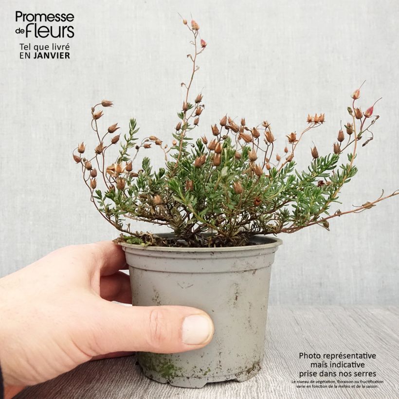 Exemplar von Daboecia cantabrica Cupido - Bruyère de Saint Daboec Pot de 12 cm / 13 cm wie im Winter geliefert