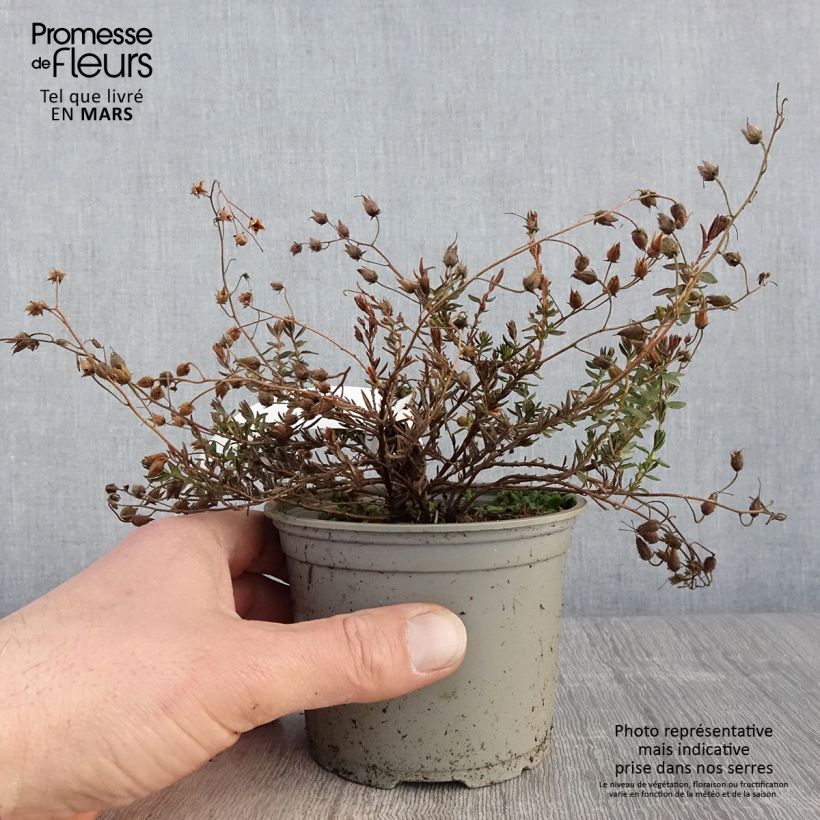 Example of Irische Heide Cupido - Daboecia cantabrica Topf 12 cm / 13 cm as you get in printemps