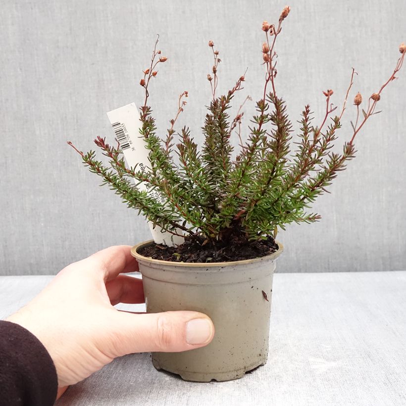 Exemplar von Irische Heide Purpurea - Daboecia cantabrica Topf 10 cm/11cm wie im Winter geliefert