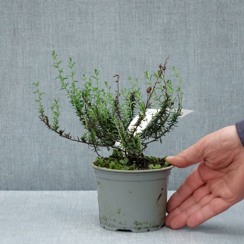 Example of Irische Heide Purpurea - Daboecia cantabrica Topf 12 cm / 13 cm as you get in printemps