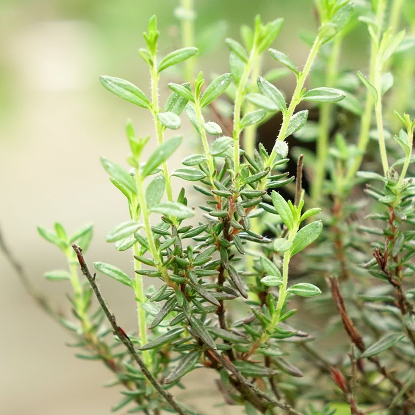 Irische Heide Purpurea - Daboecia cantabrica (Foliage)