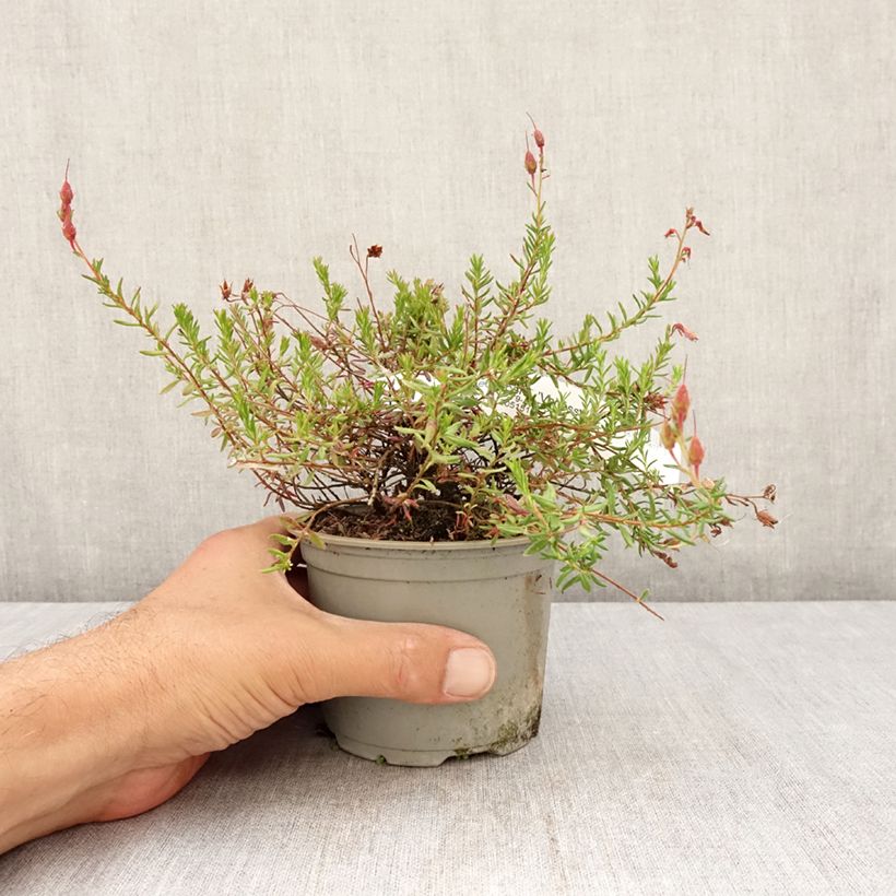 Exemplar von Irische Heide Vanessa - Daboecia cantabrica Topf 12 cm / 13 cm wie im Sommer geliefert